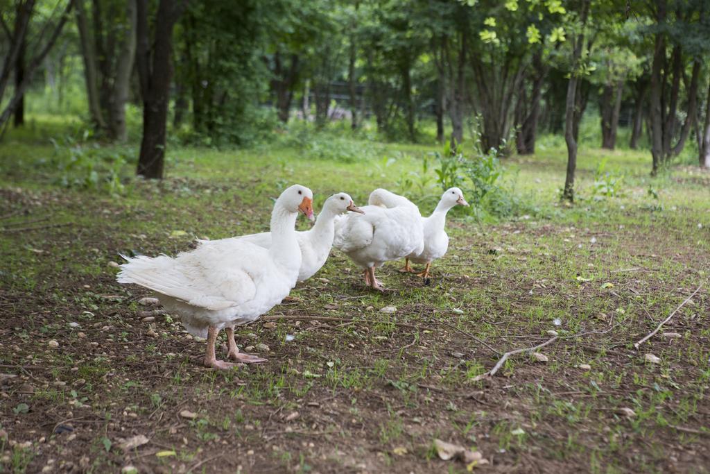 Agriturismo Borg Da Ocjs Medea Dış mekan fotoğraf