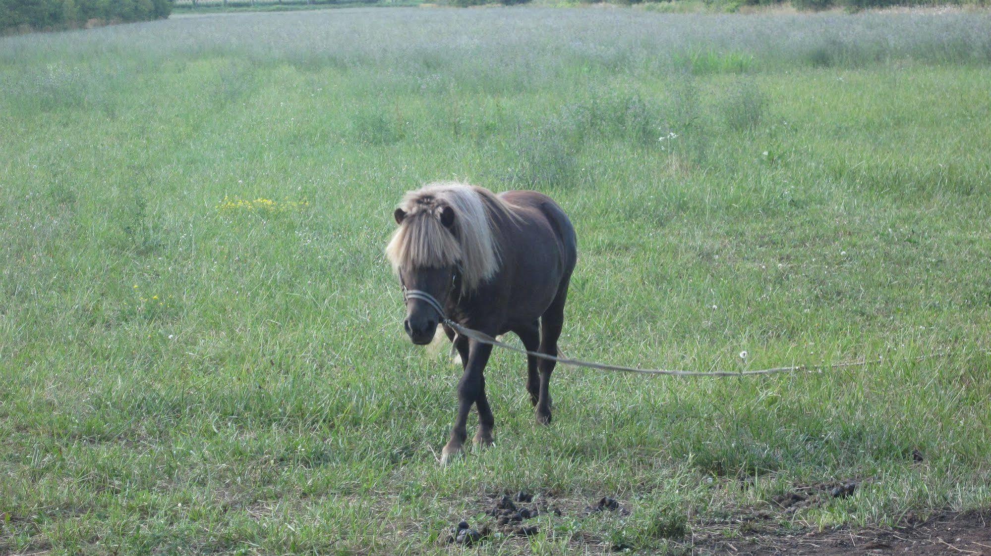 Agriturismo Borg Da Ocjs Medea Dış mekan fotoğraf